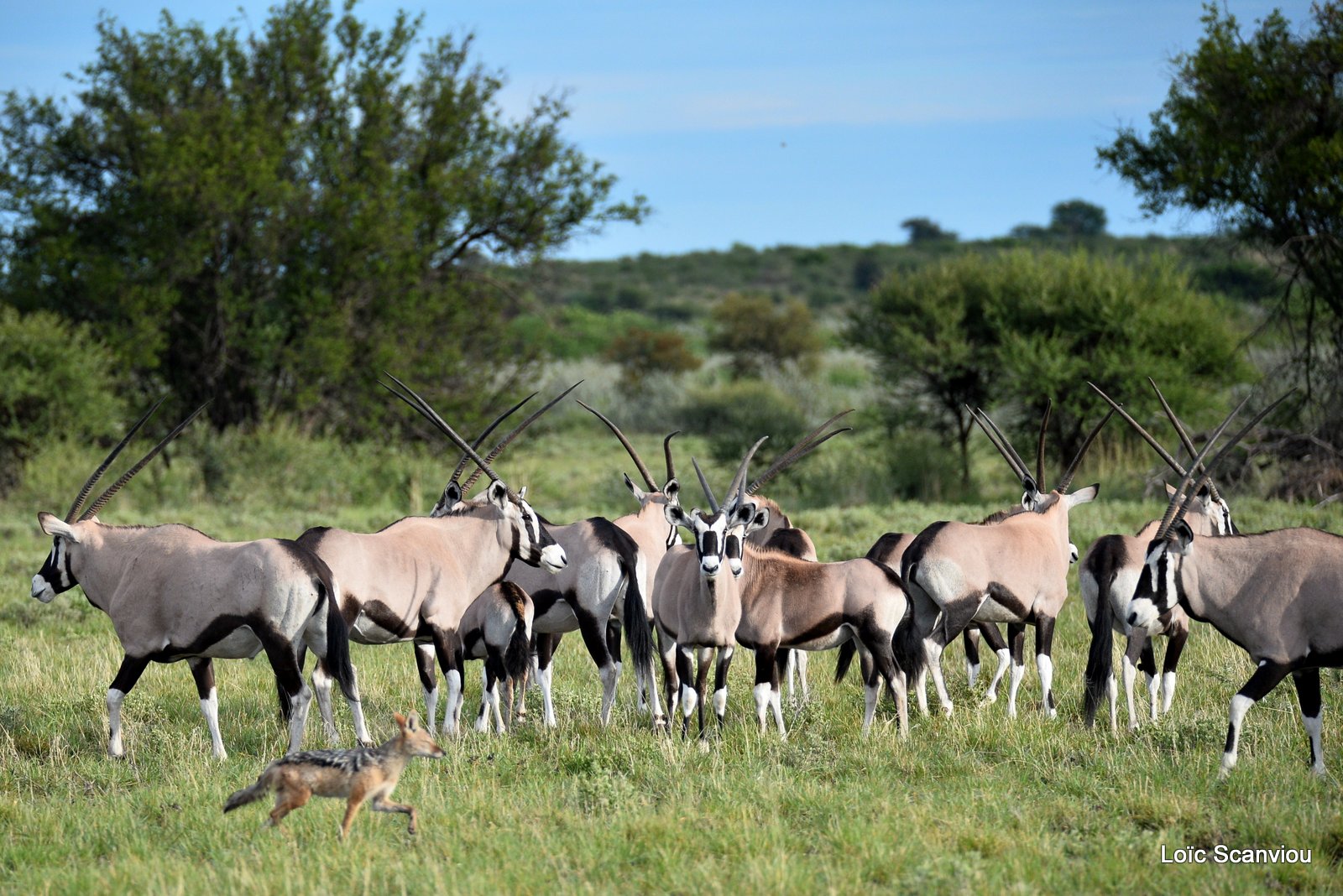 Oryx gazelle/Gemsbok (11)