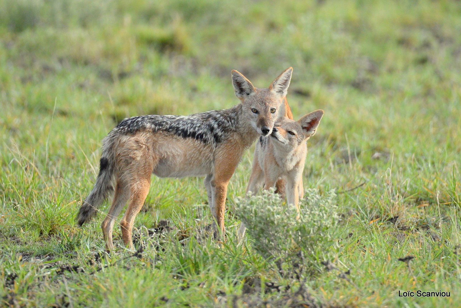 Chacal à chabraque/Black-backed Jackal (9)