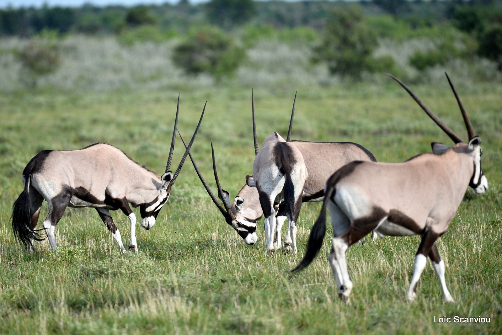 Oryx gazelle/Gemsbok (12)