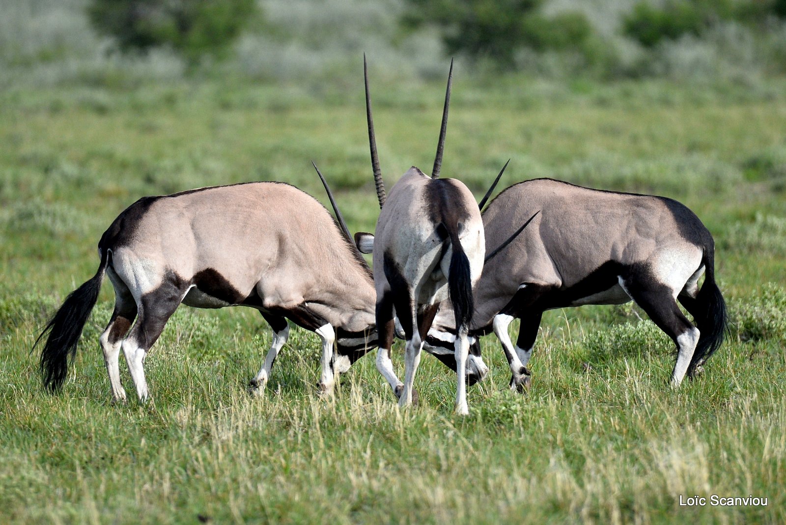 Oryx gazelle/Gemsbok (13)
