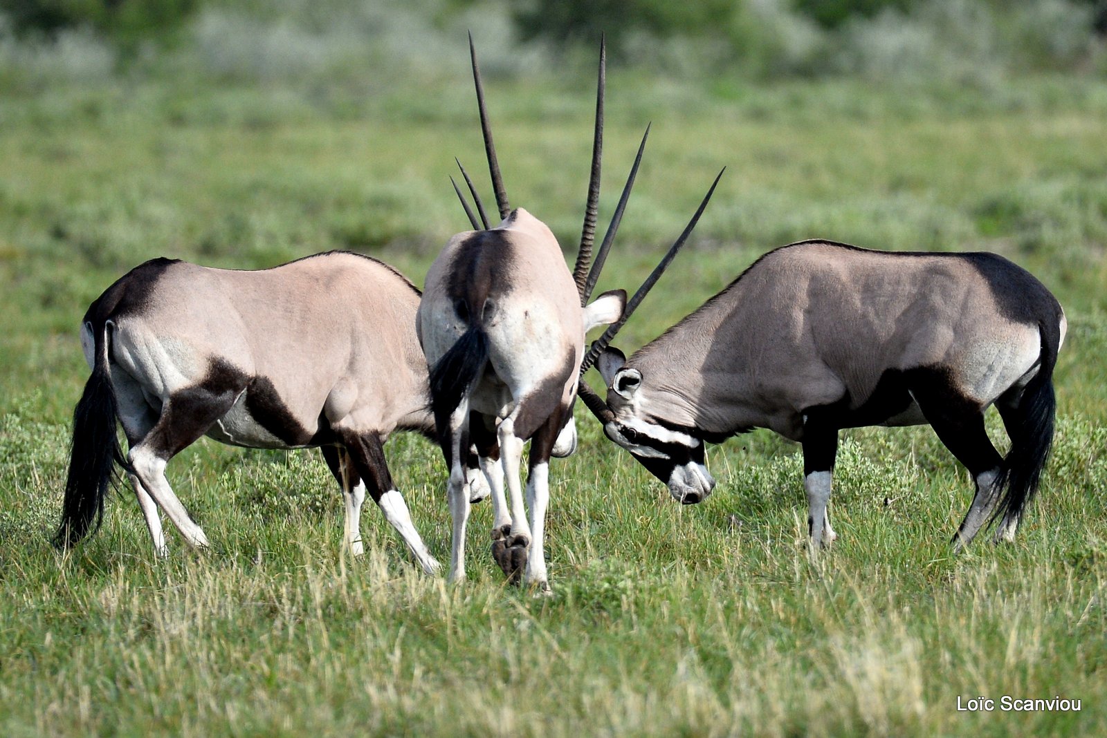 Oryx gazelle/Gemsbok (14)