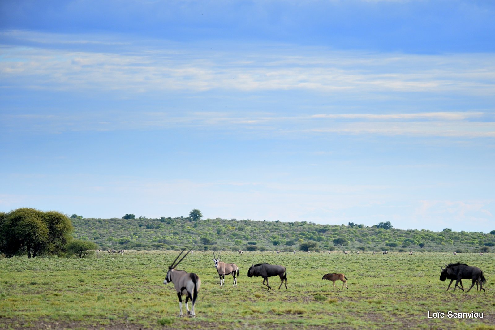 Oryx et gnous/Gemsbok and wildebeests (1)