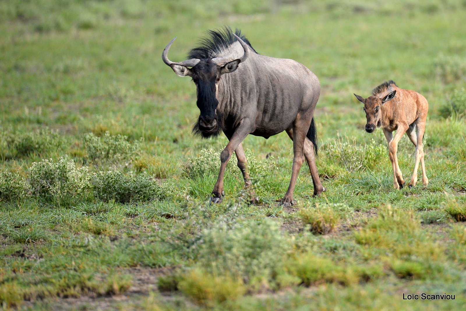 Gnou bleu/Wildebeest (3)