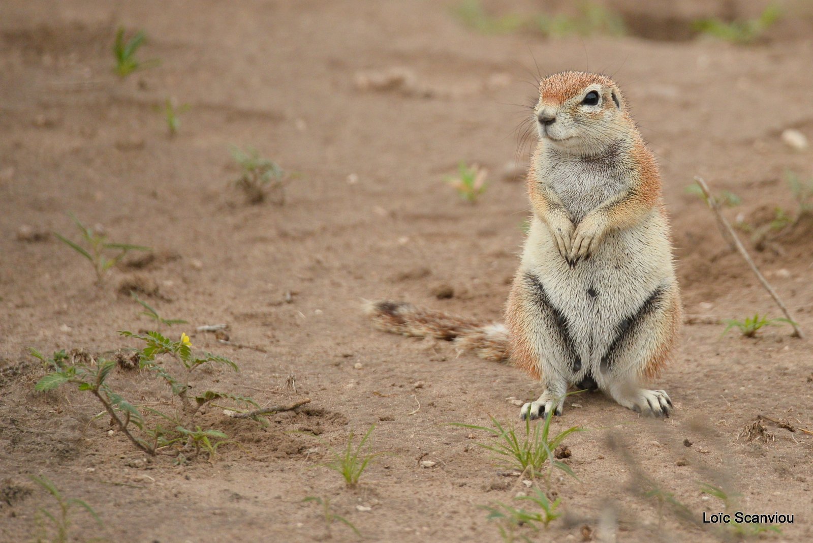 Écureuil terrestre du Cap/Cape Ground Squirrel (3)