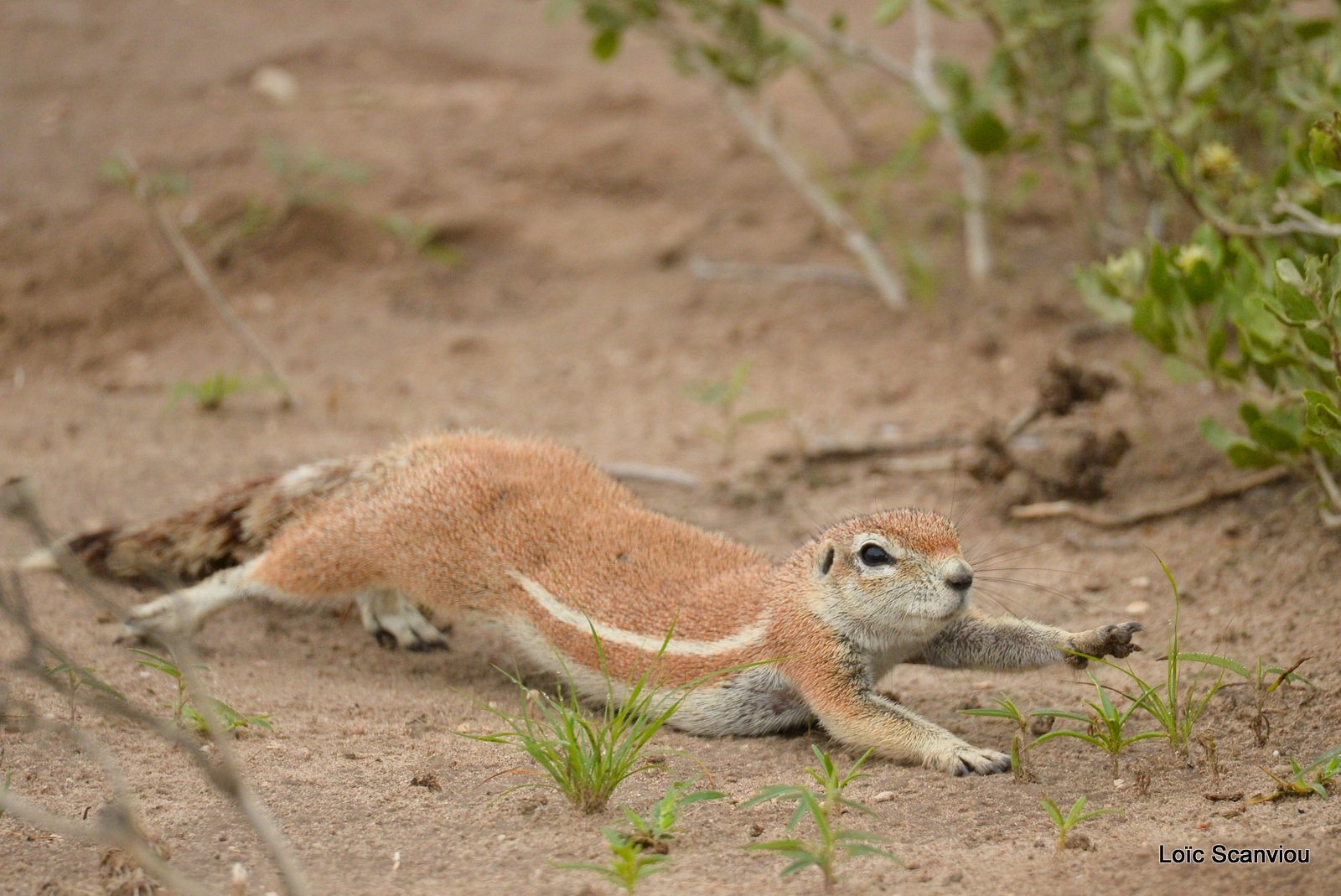 Écureuil terrestre du Cap/Cape Ground Squirrel (4)