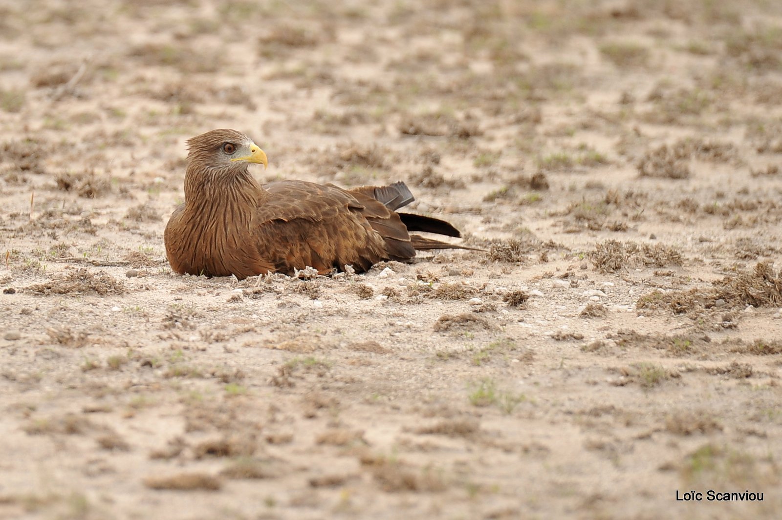 Milan à bec jaune/Yellow-billed Kite (1)