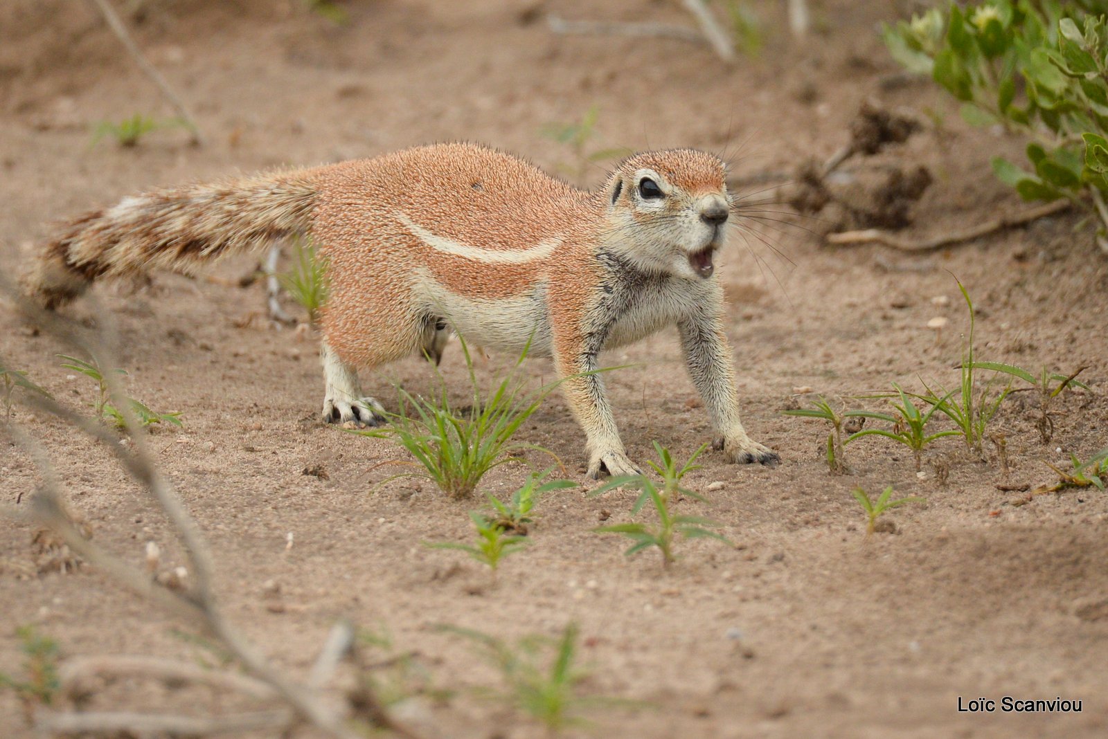 Écureuil terrestre du Cap/Cape Ground Squirrel (5)