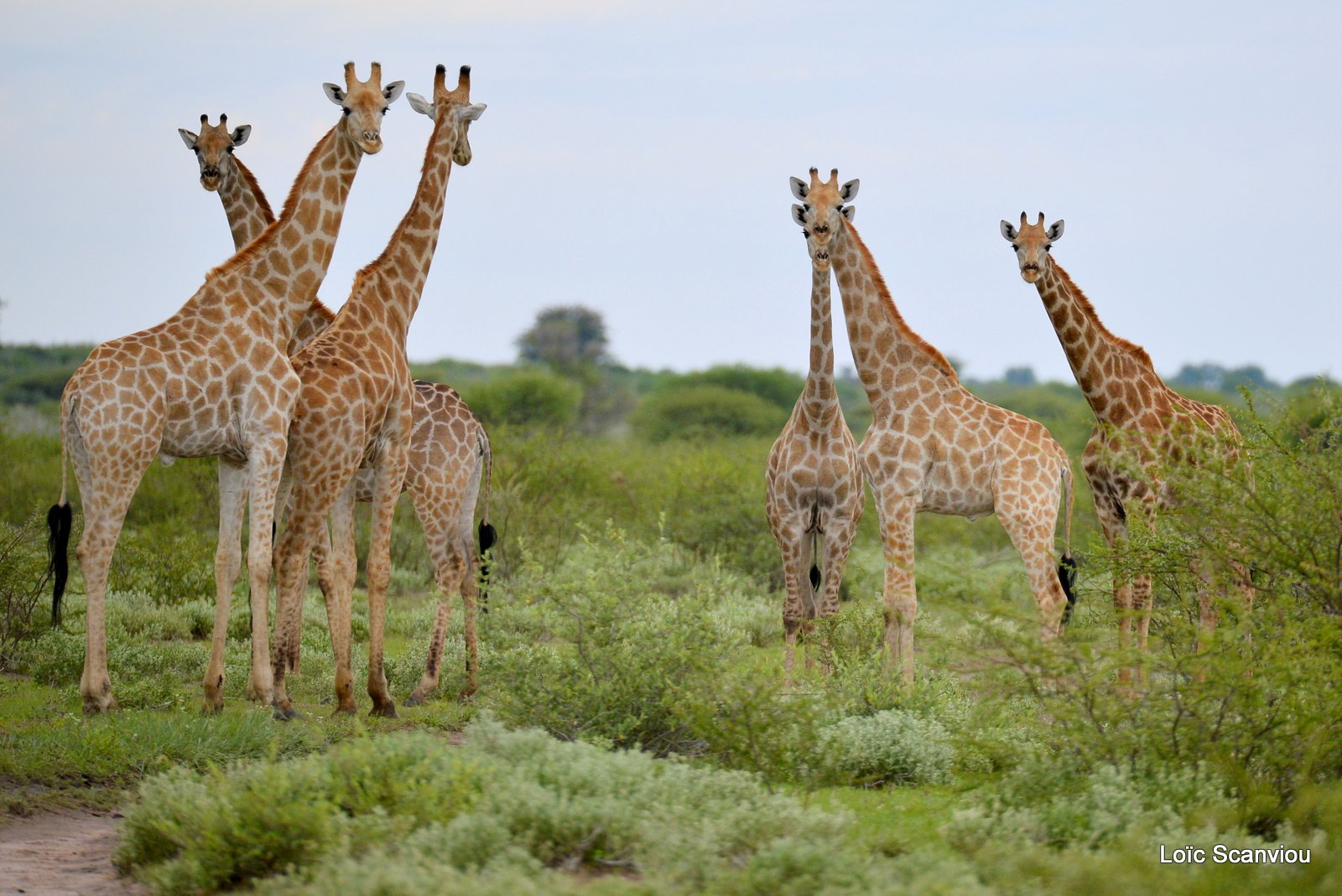 Girafe du Sud/Southern Giraffe (1)