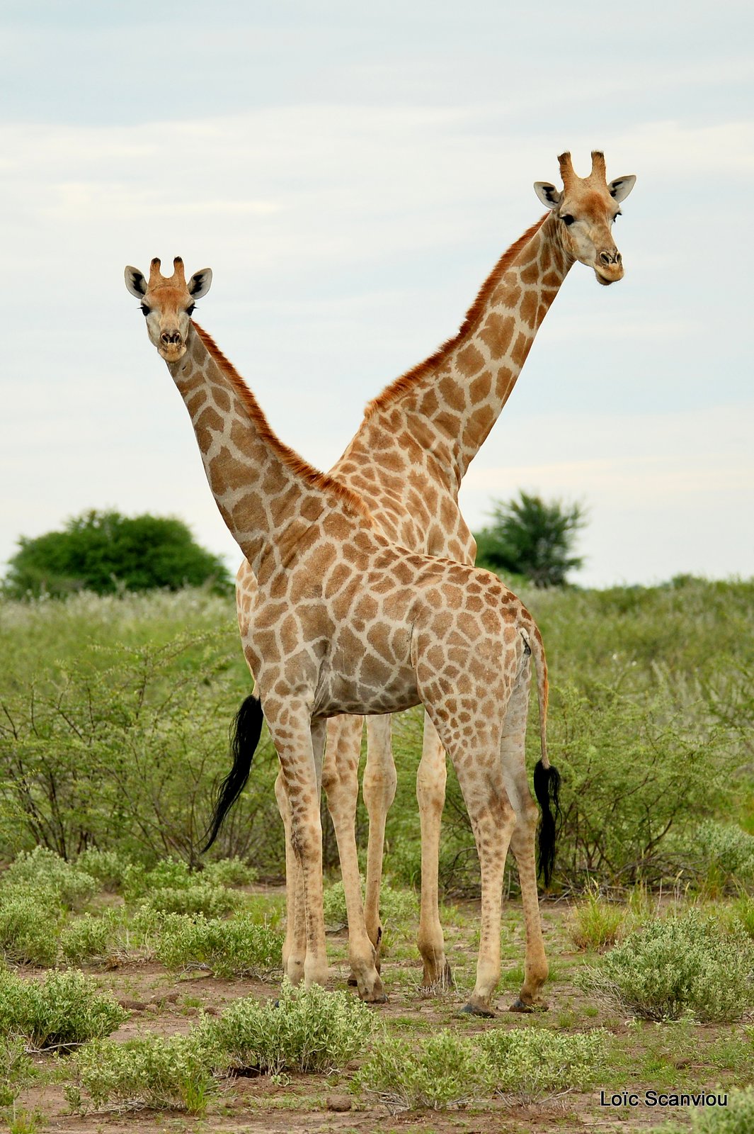 Girafe du Sud/Southern Giraffe (2)