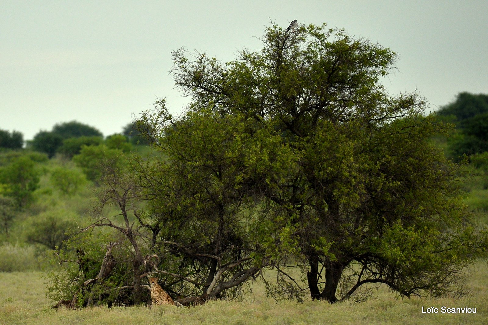 Guépard/Cheetah (8)