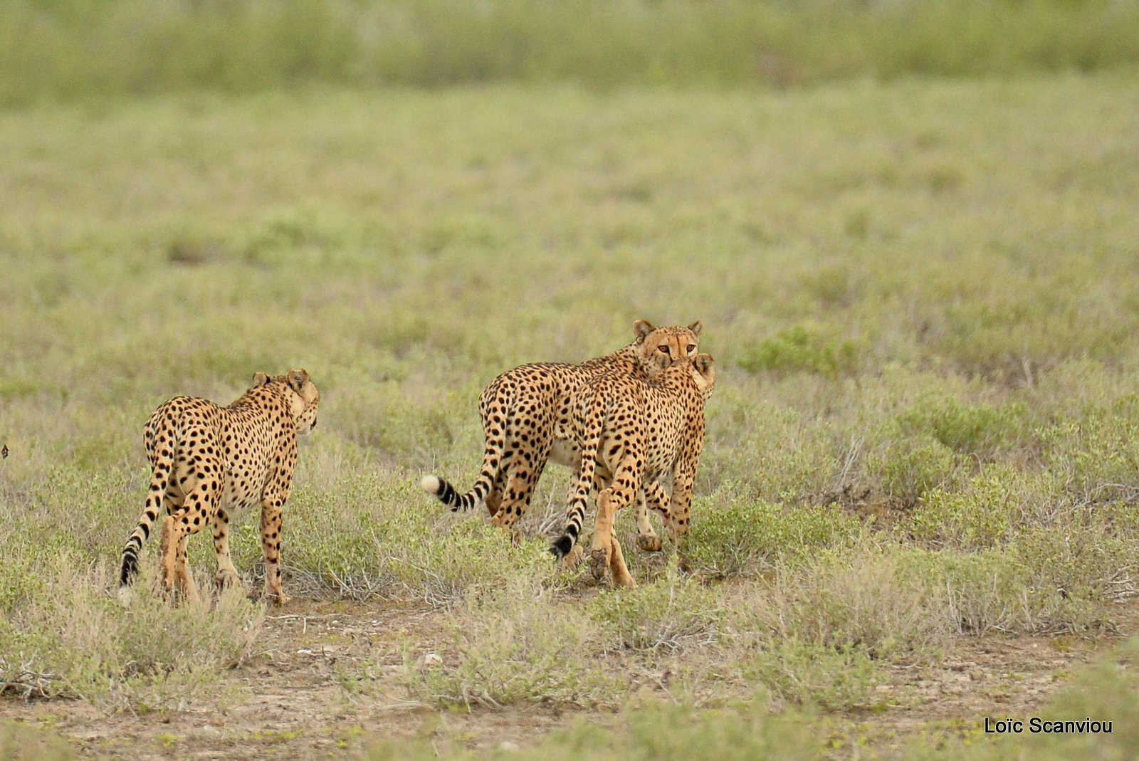 Guépard/Cheetah (9)