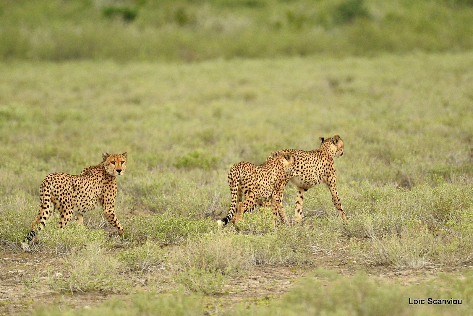 Guépard/Cheetah (10)