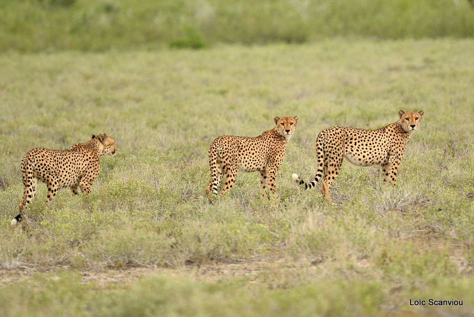 Guépard/Cheetah (11)