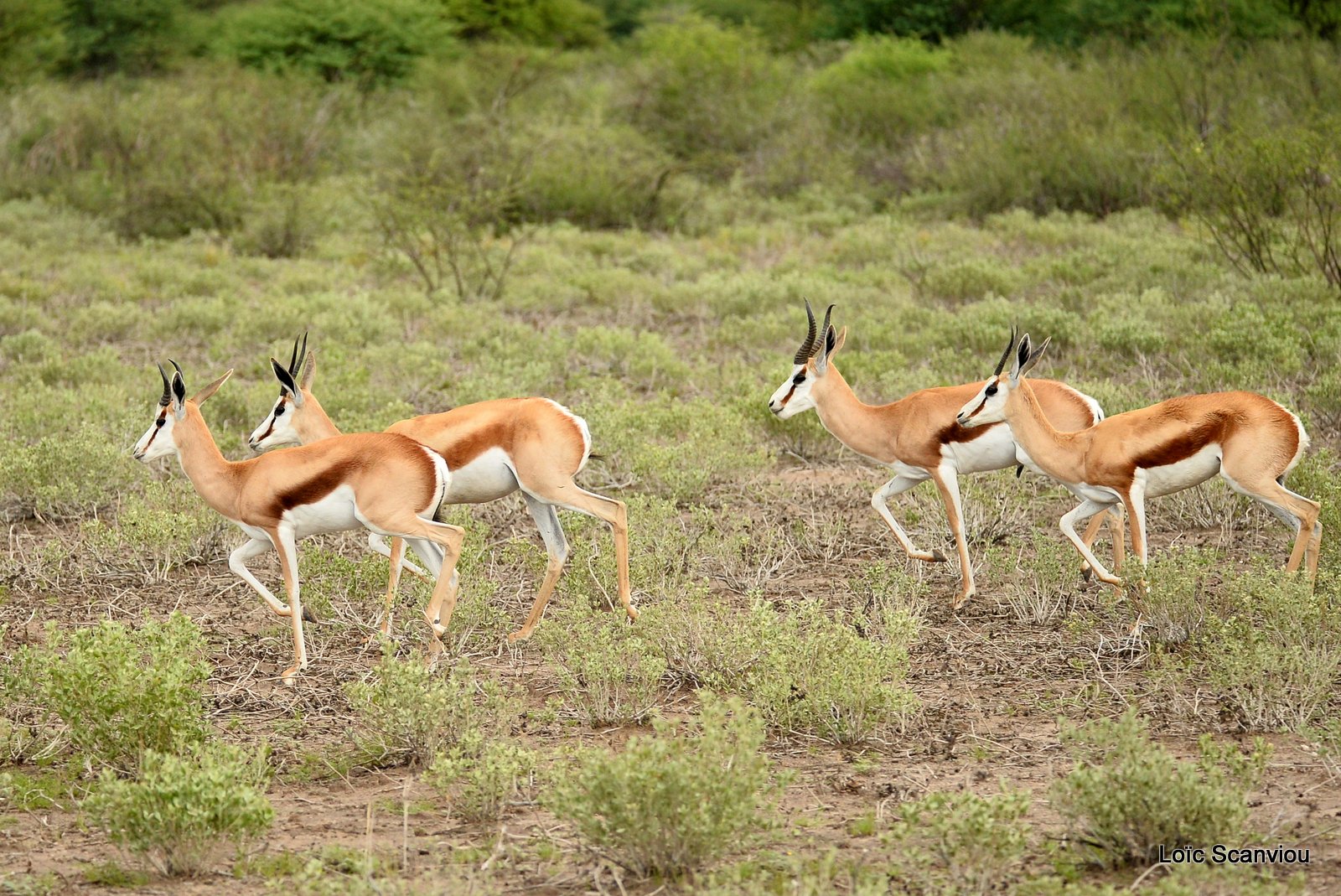 Springbok (6)