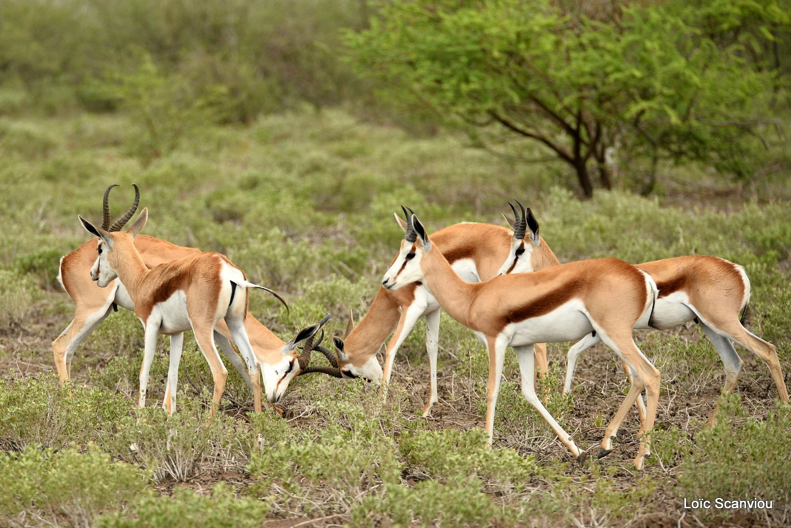 Springbok (7)