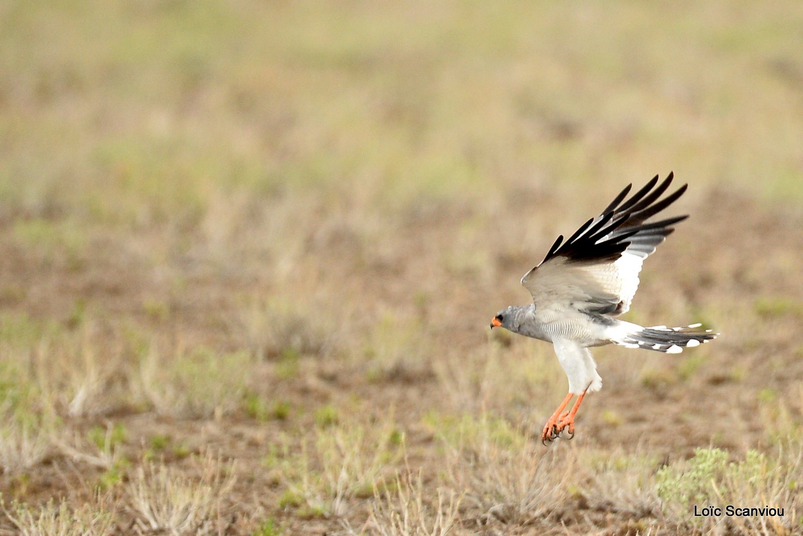 Autour chanteur/Southern Pale Chanting Goshawk (3)