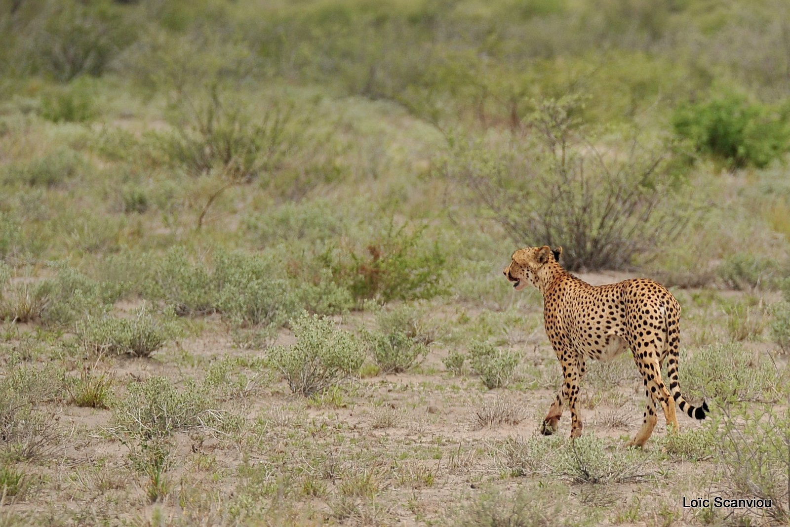 Guépard/Cheetah (1)