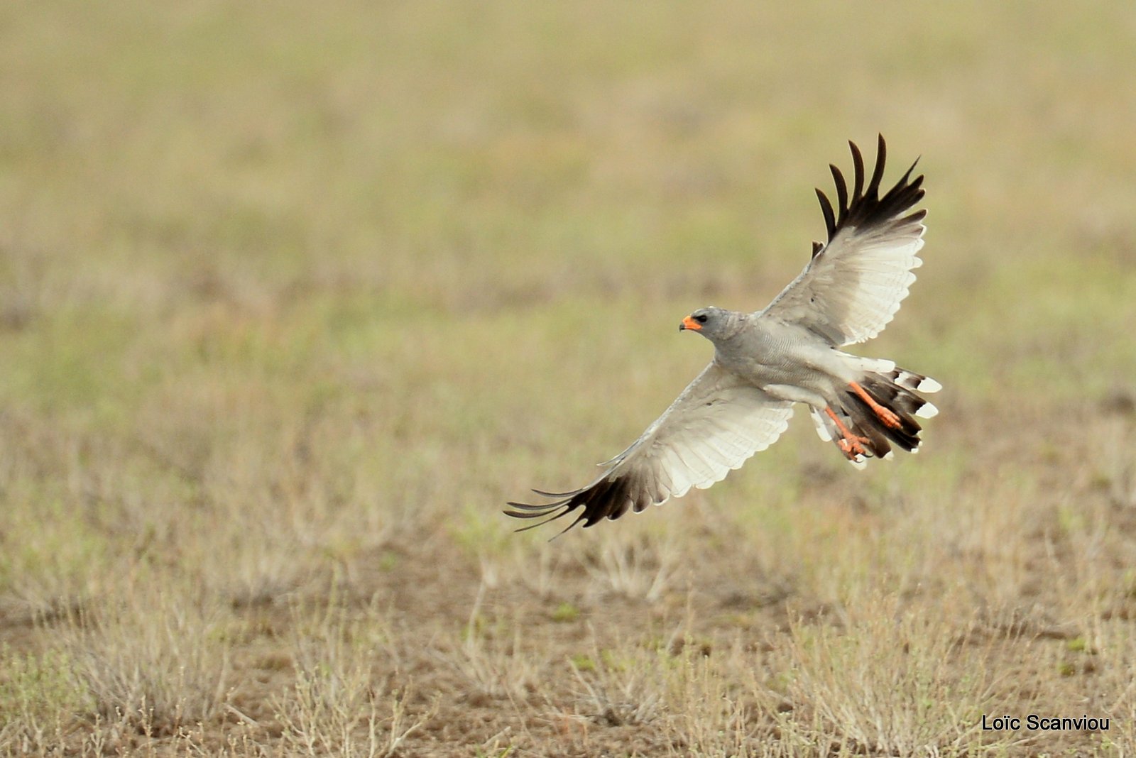 Autour chanteur/Southern Pale Chanting Goshawk (4)