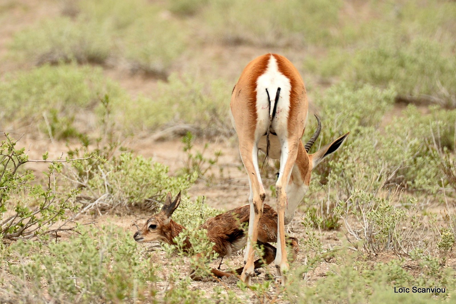 Springbok (8)