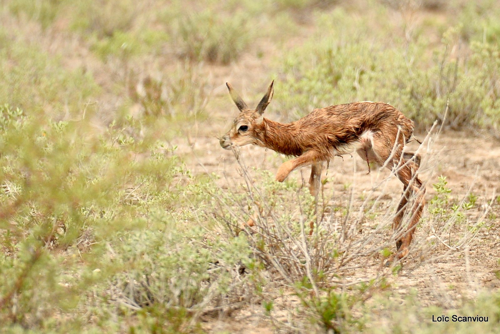 Springbok (10)