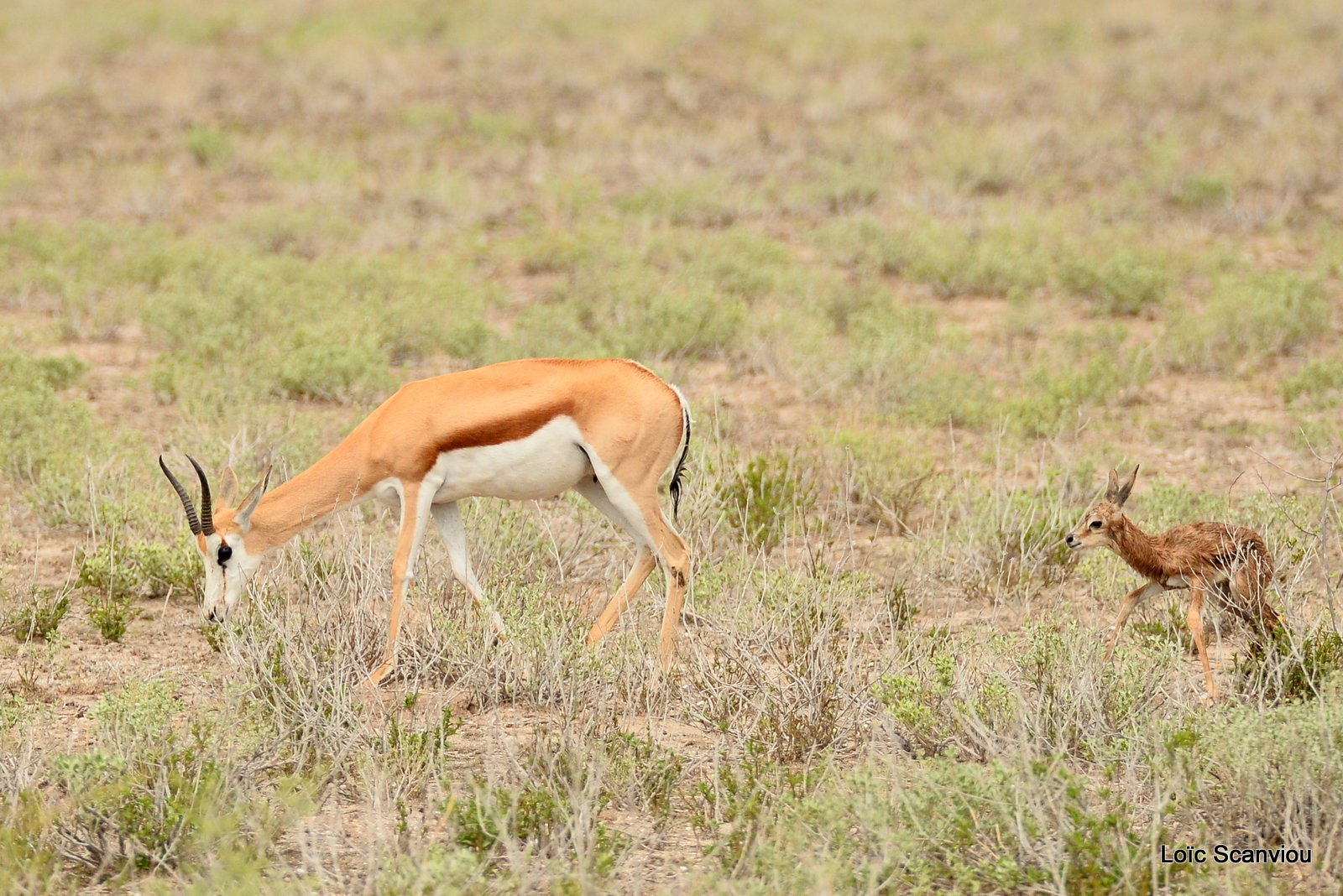 Springbok (11)