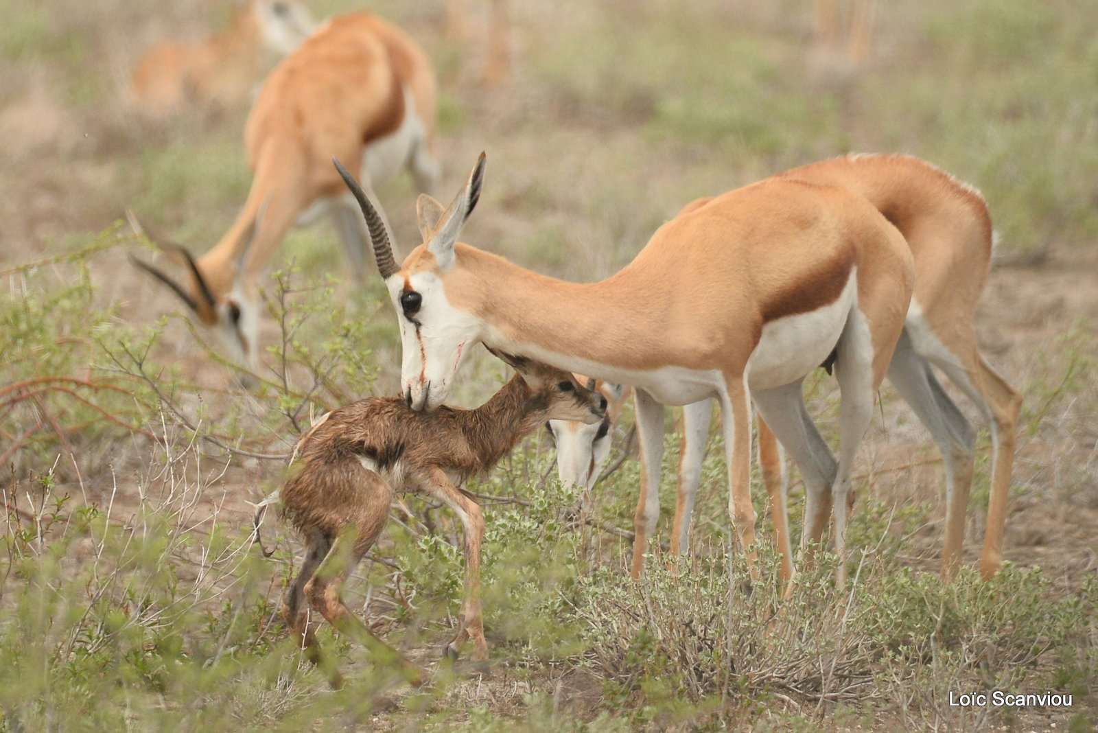 Springbok (12)