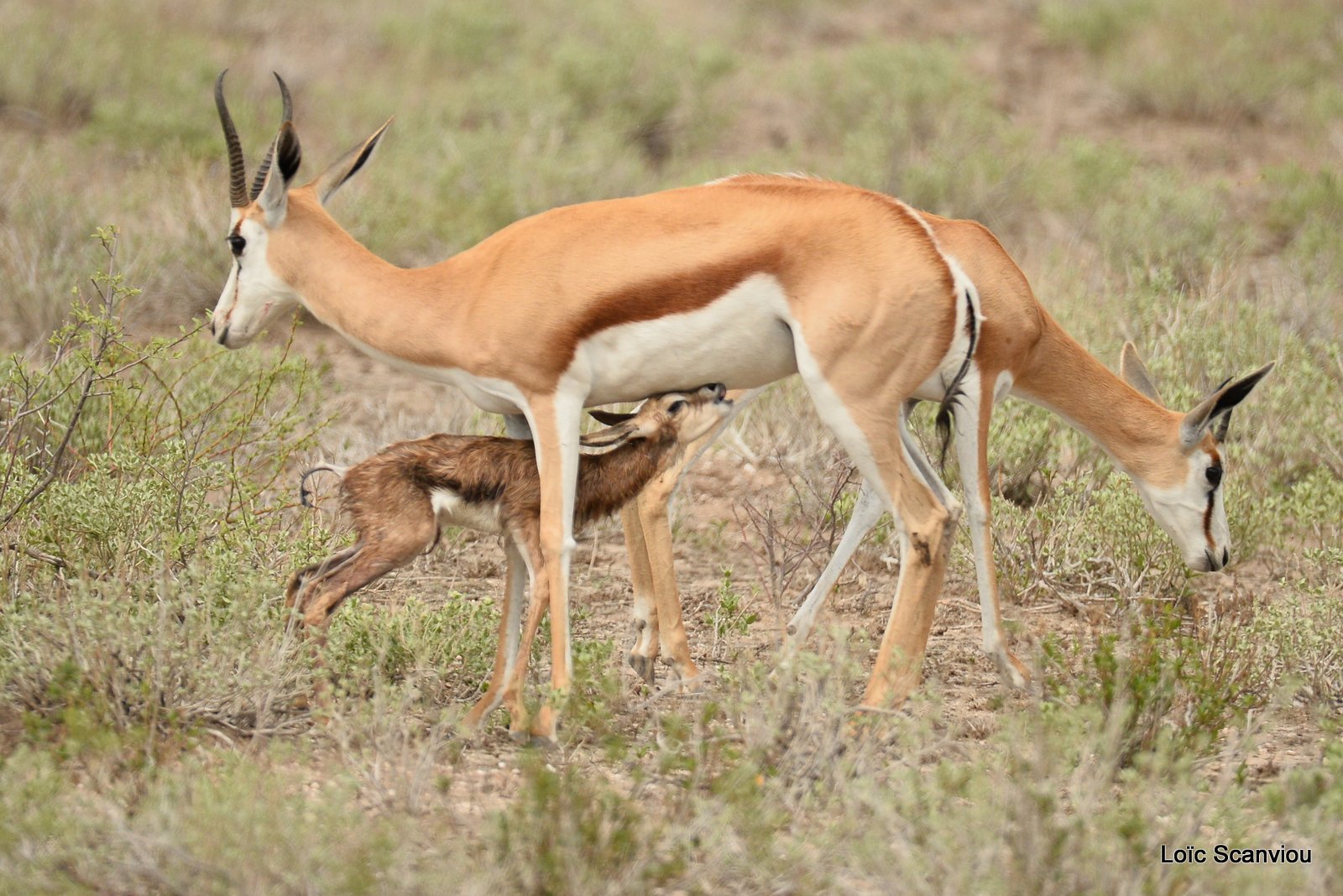 Springbok (13)