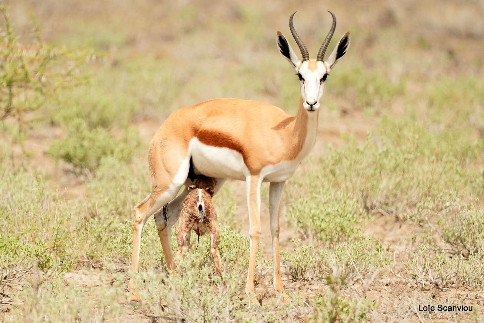 Springbok (14)