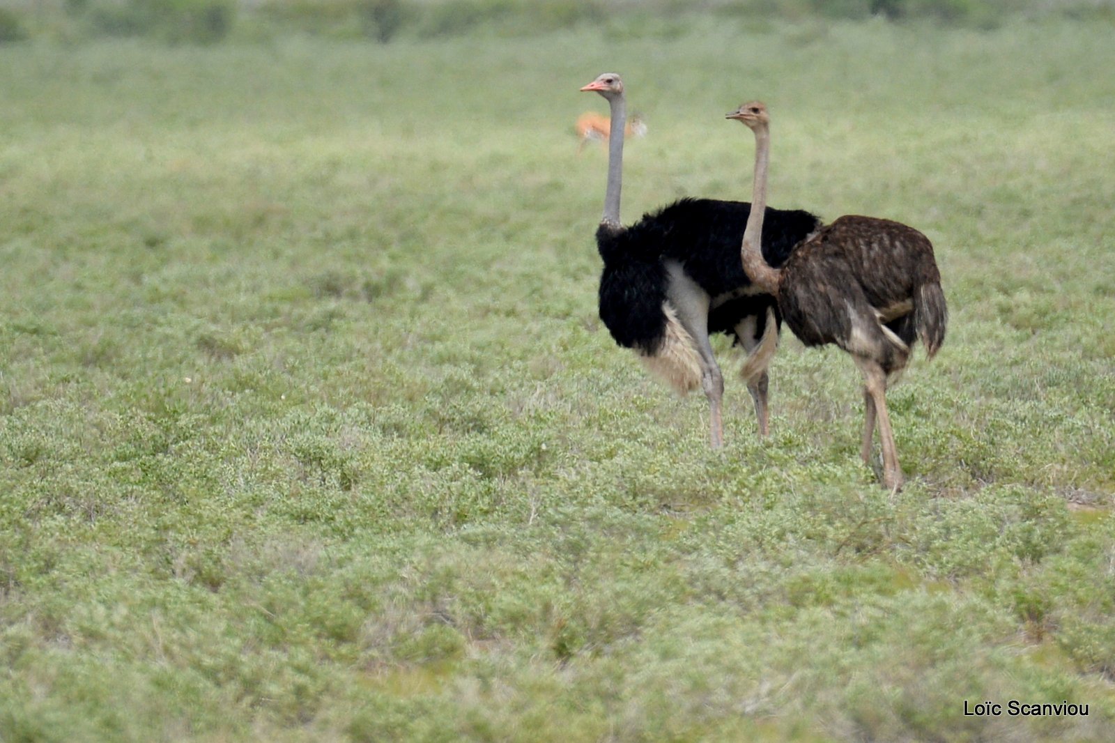 Autruche d'Afrique/Common Ostrich (1)