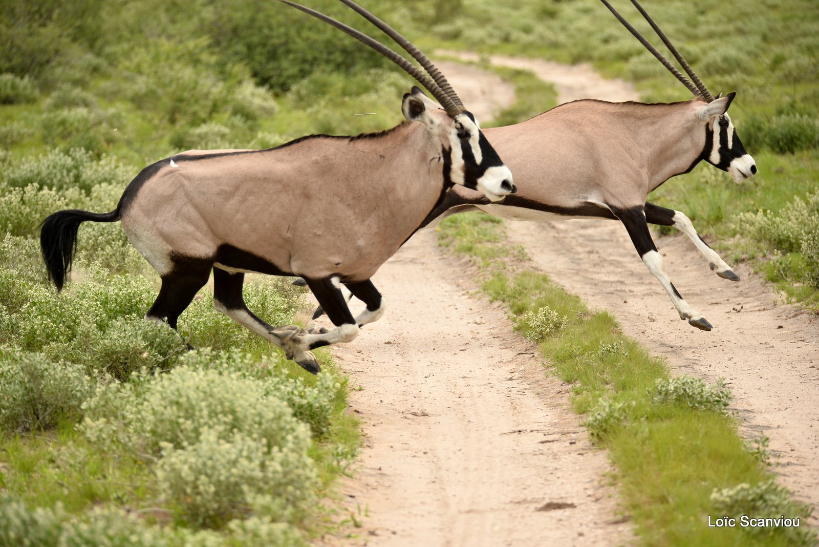 Oryx gazelle/Gemsbok (15)