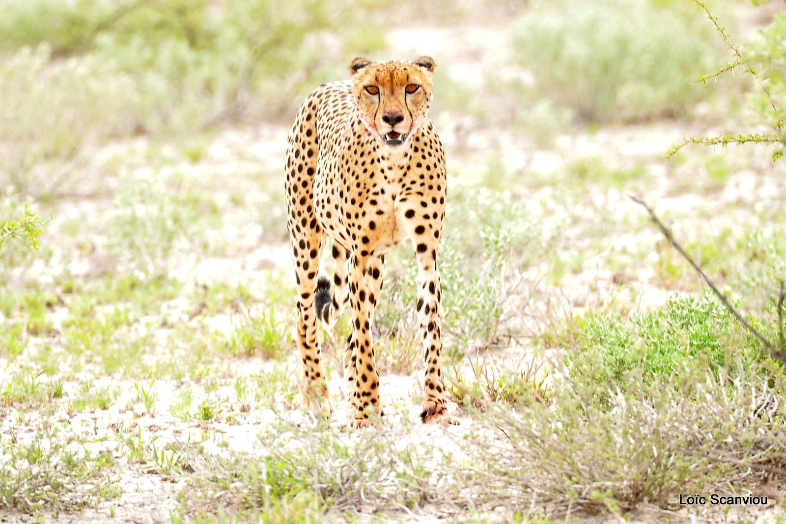 Guépard/Cheetah (2)