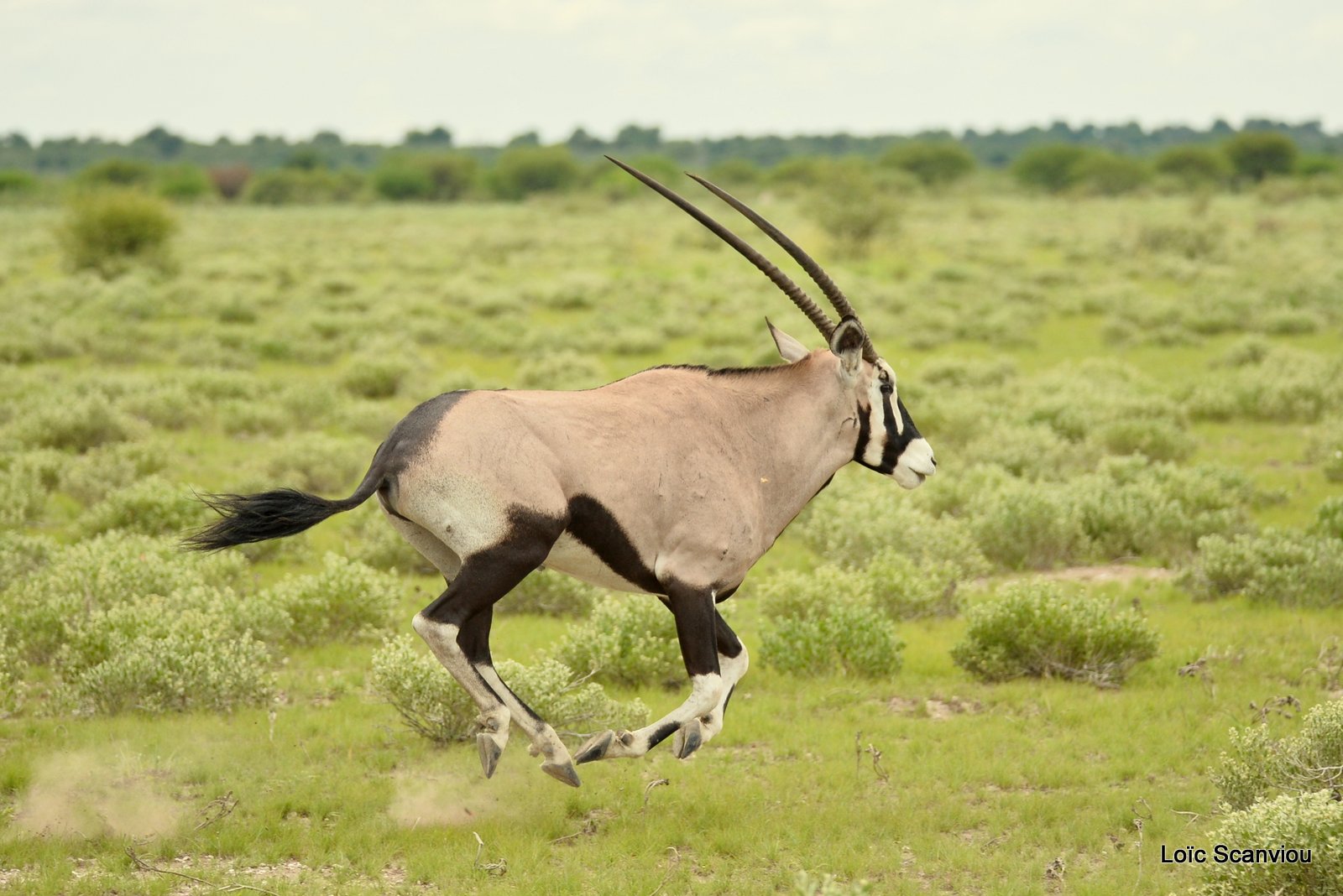 Oryx gazelle/Gemsbok (16)