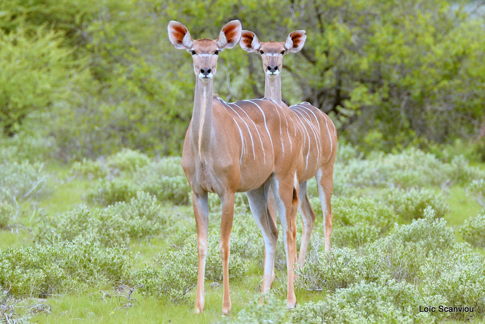 Grand koudou/Greater Kudu (4)