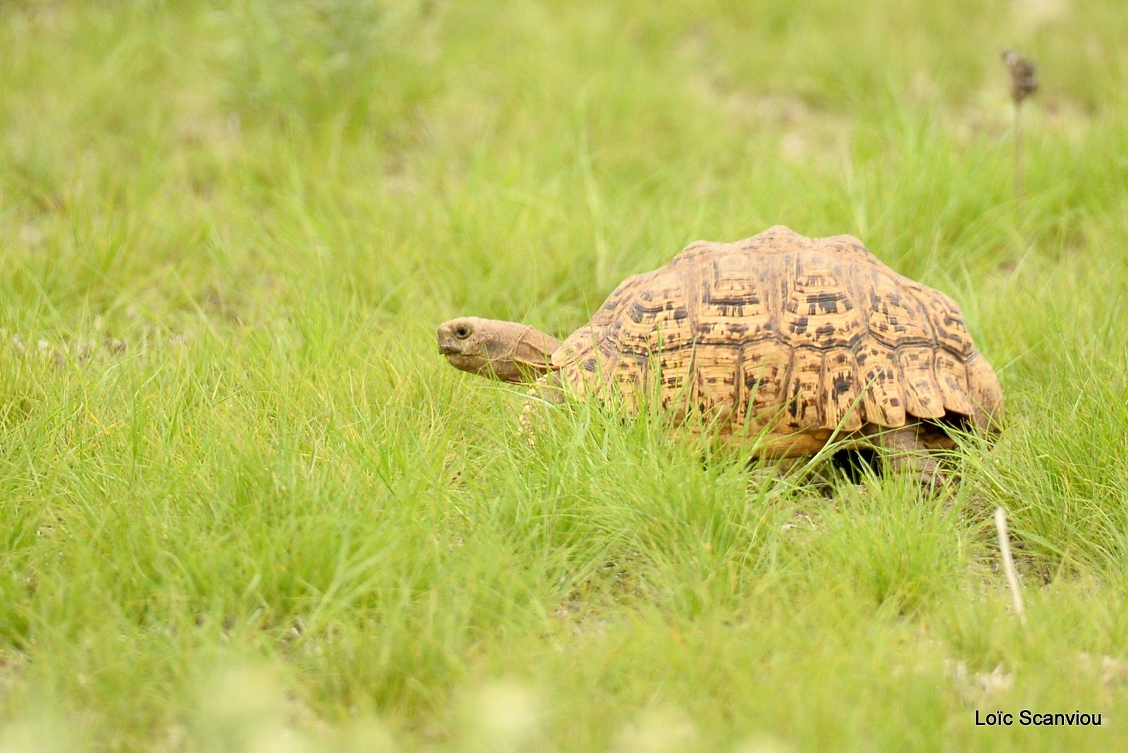 Tortue Lopard/Leopard Tortoise (1)