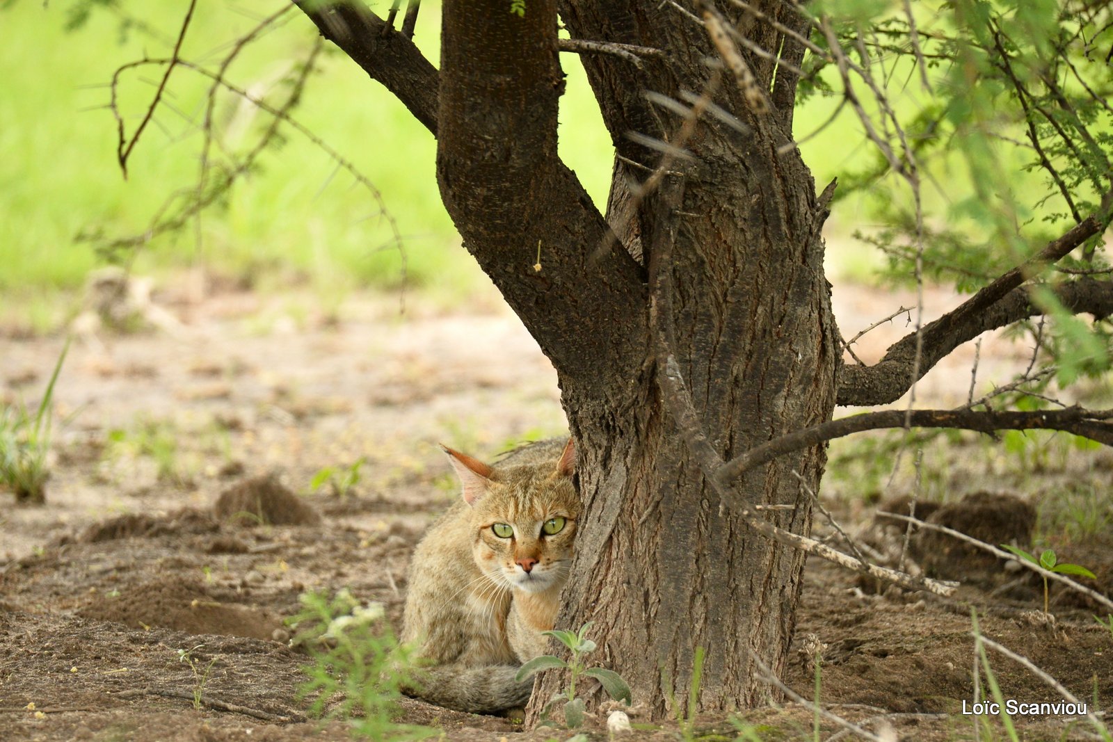 Chat sauvage d'Afrique/African Wild Cat (1)