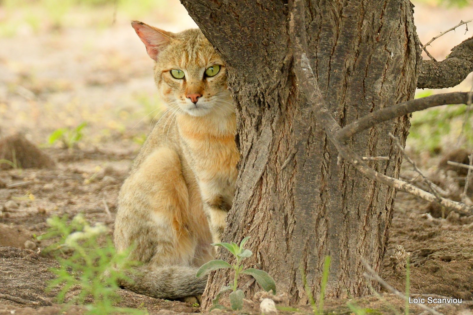 Chat sauvage d'Afrique/African Wild Cat (2)