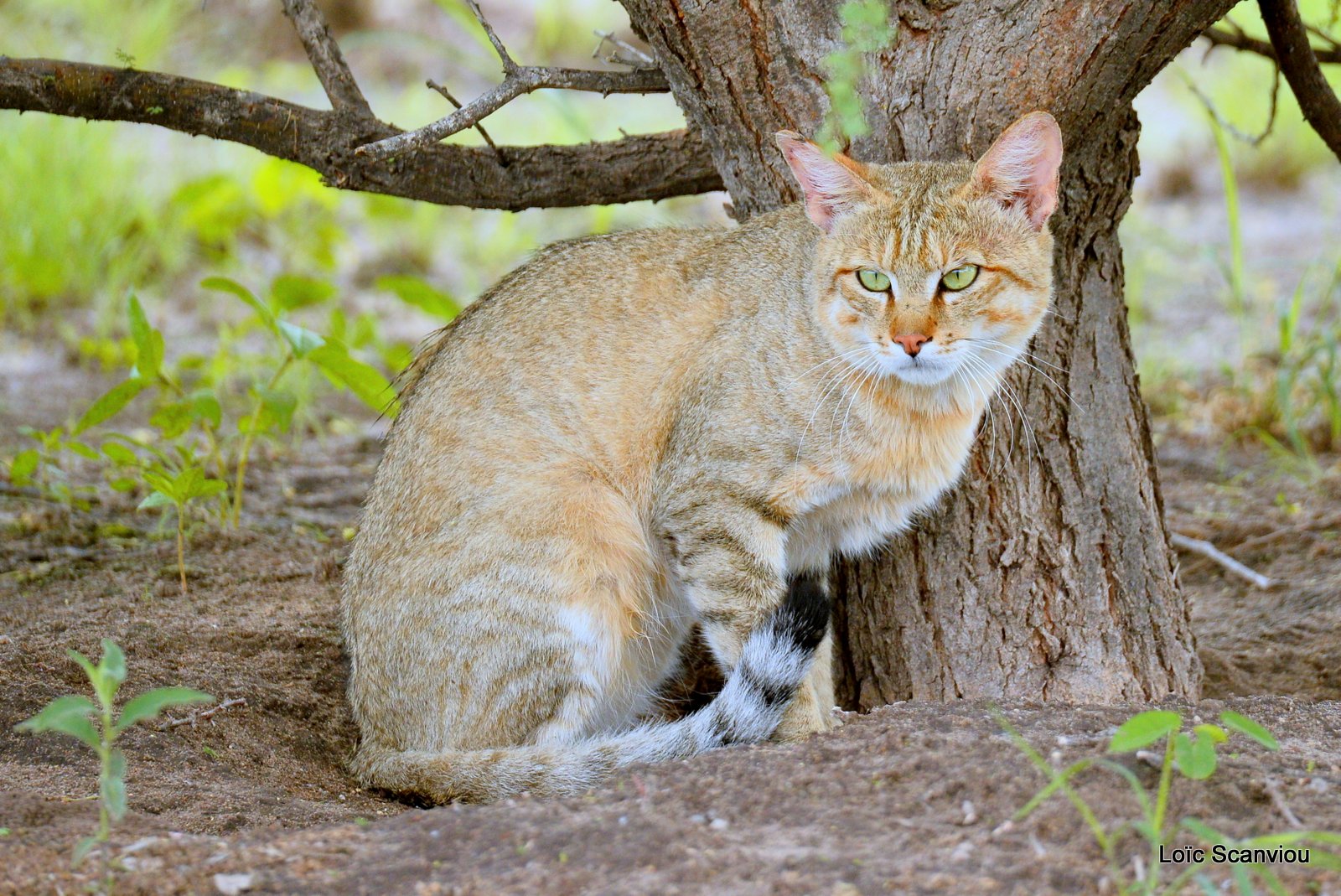 Chat sauvage d'Afrique/African Wild Cat (3)