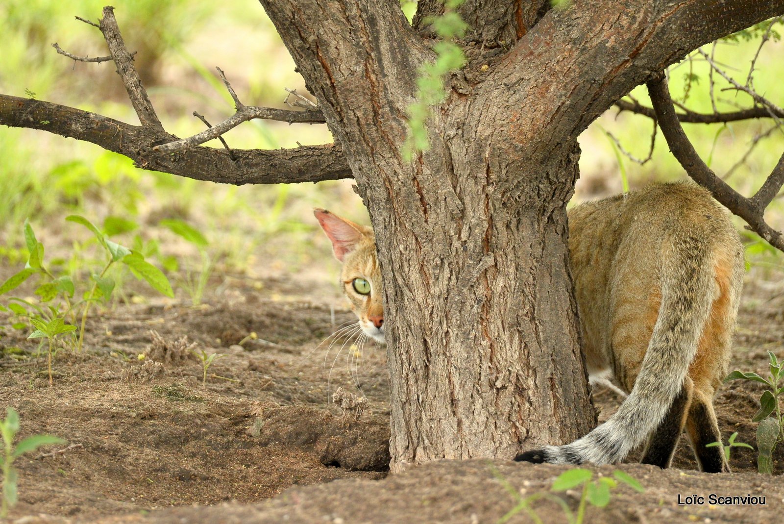 Chat sauvage d'Afrique/African Wild Cat (4)