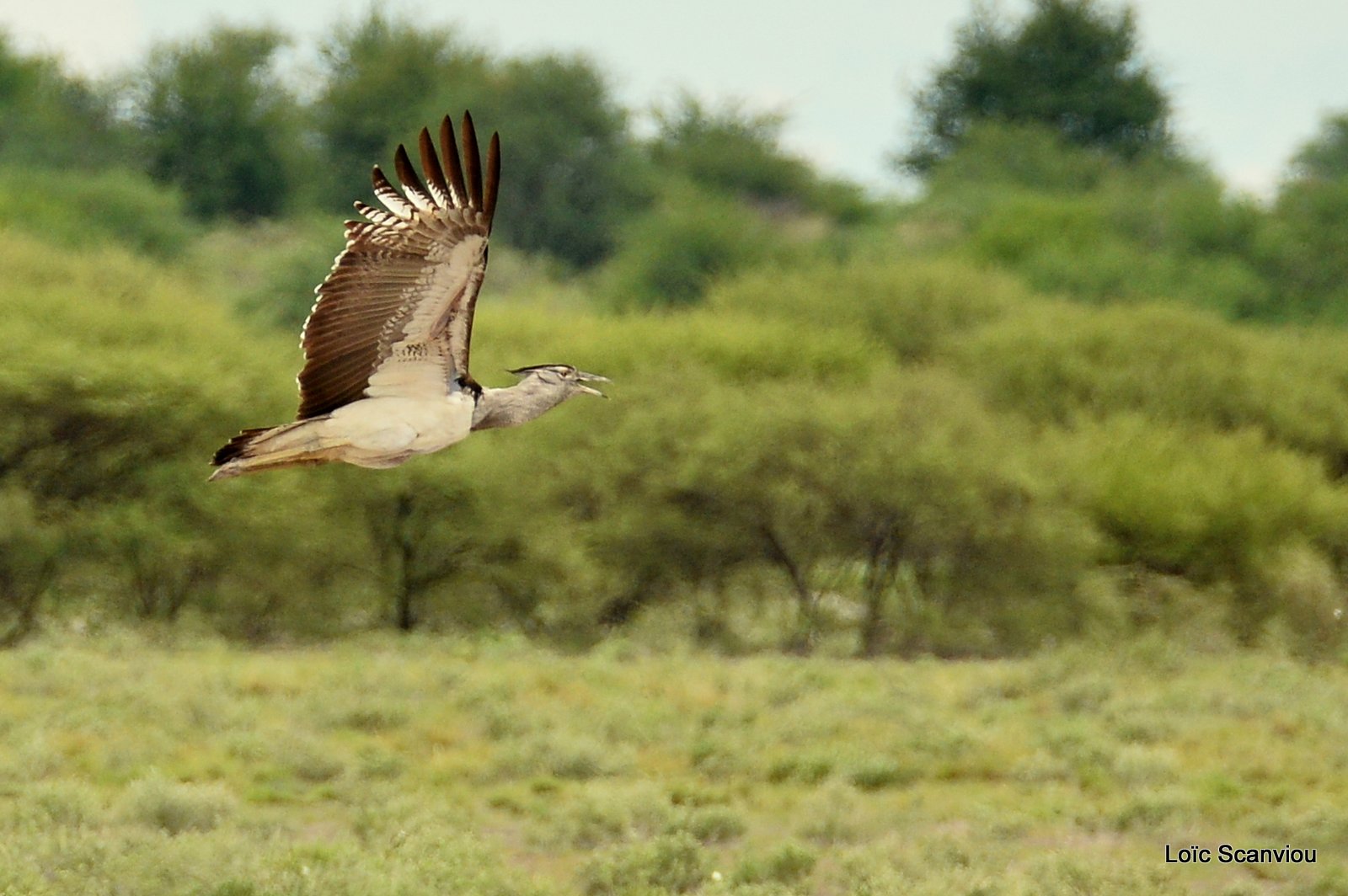 Outarde Kori/Kori Bustard (6)