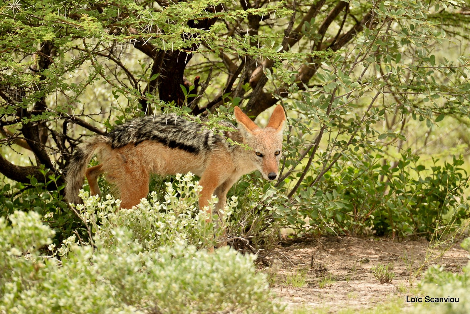 Chacal à chabraque/Black-backed Jackal (10)