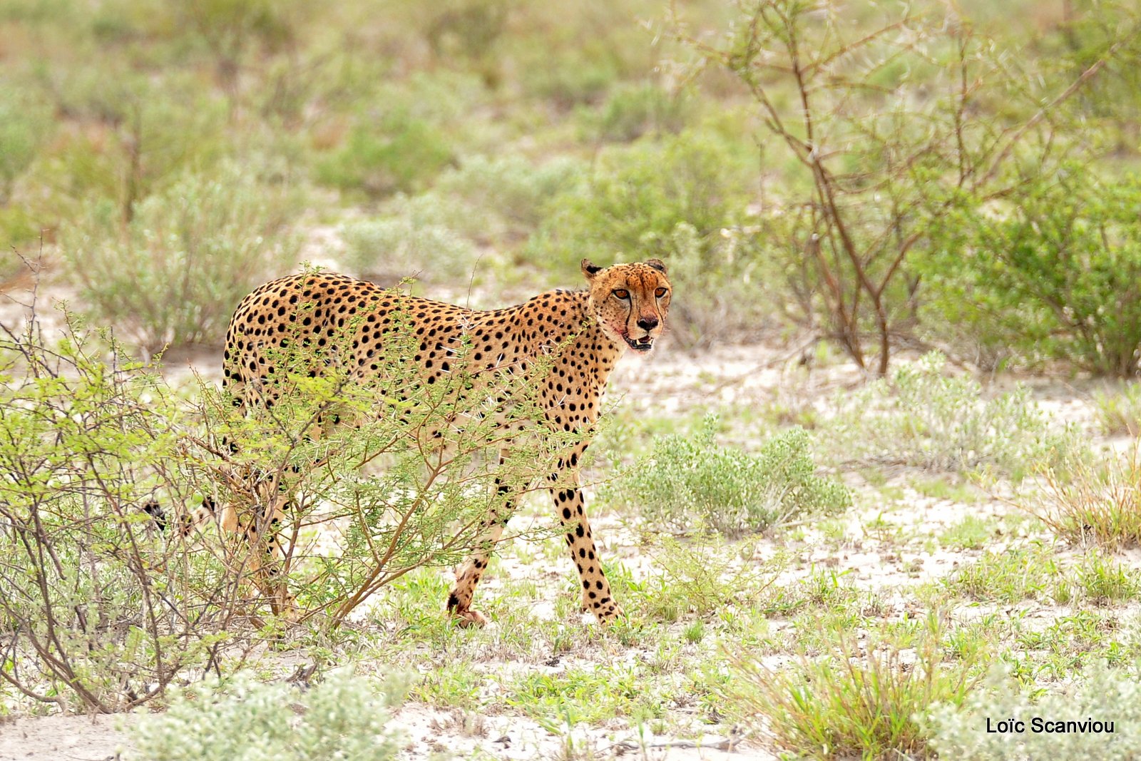 Guépard/Cheetah (3)