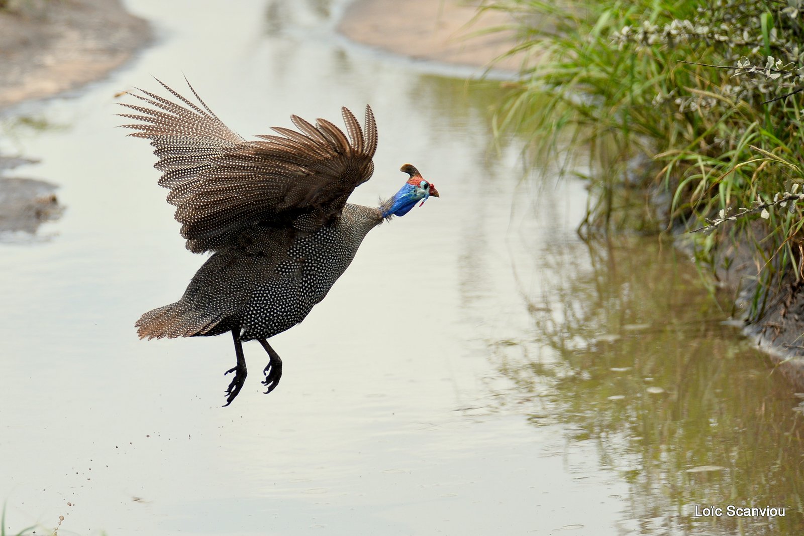 Pintade de Numidie/Helmeted Guineafowl (2)