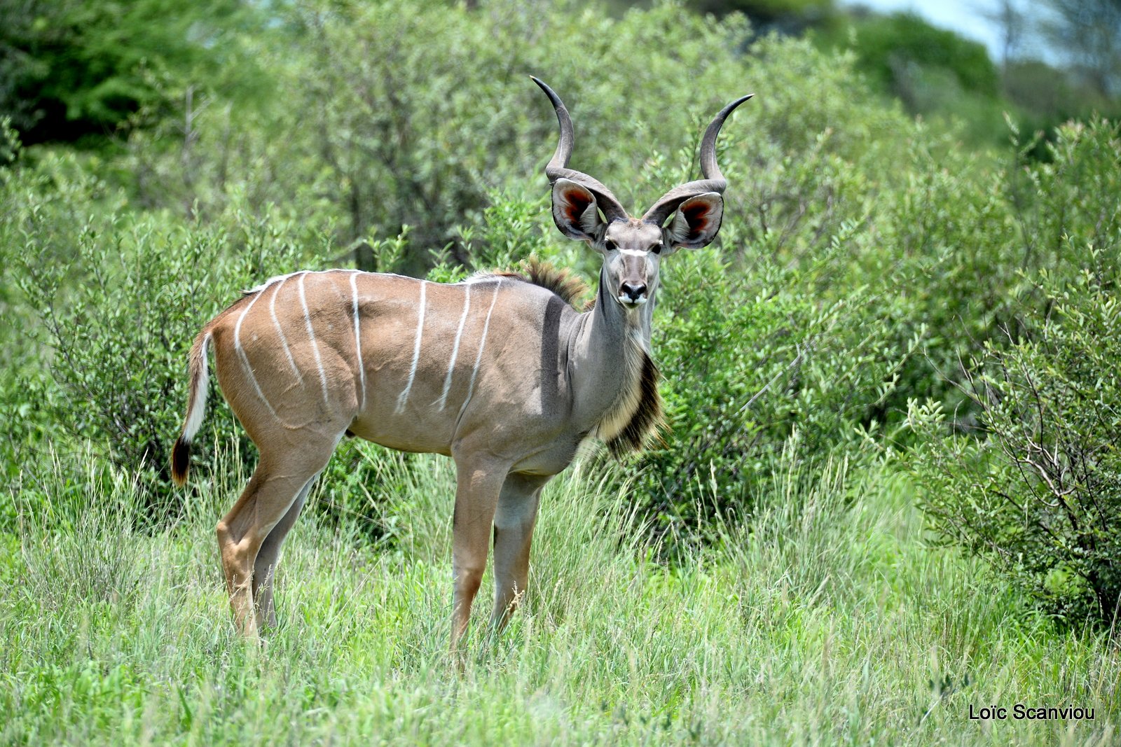 Grand koudou/Greater Kudu (5)