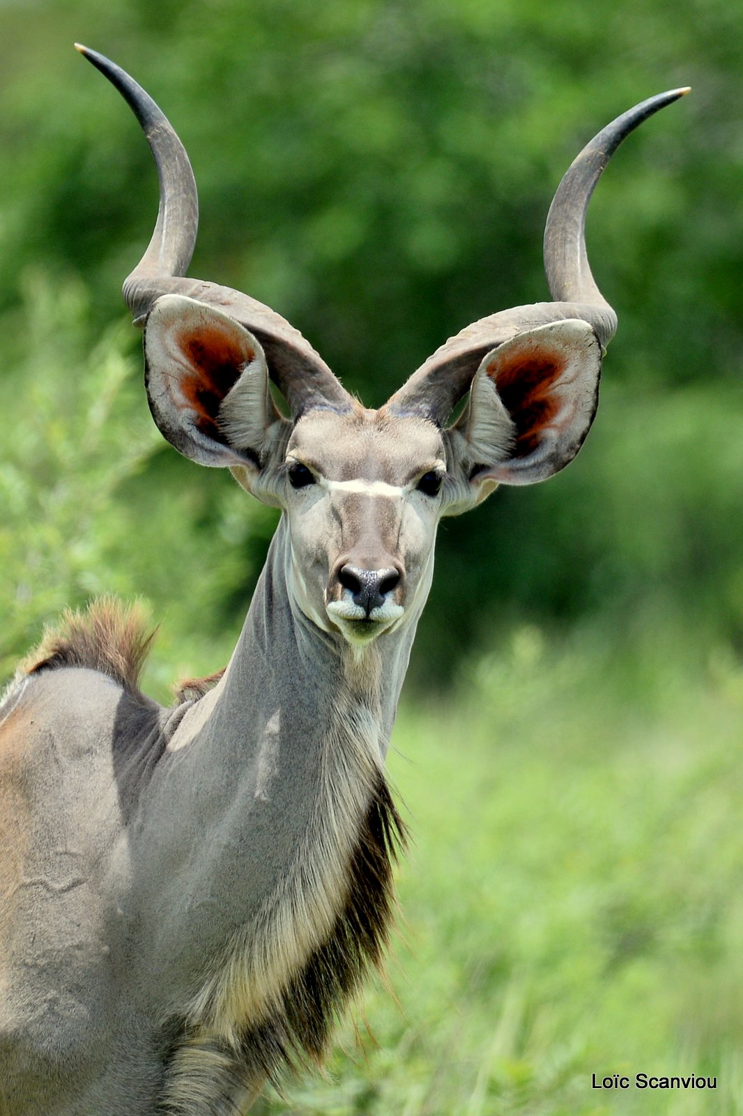 Grand koudou/Greater Kudu (6)