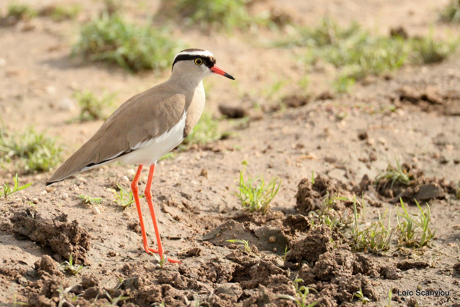 Vanneau couronné/Crowned Lapwing (1)