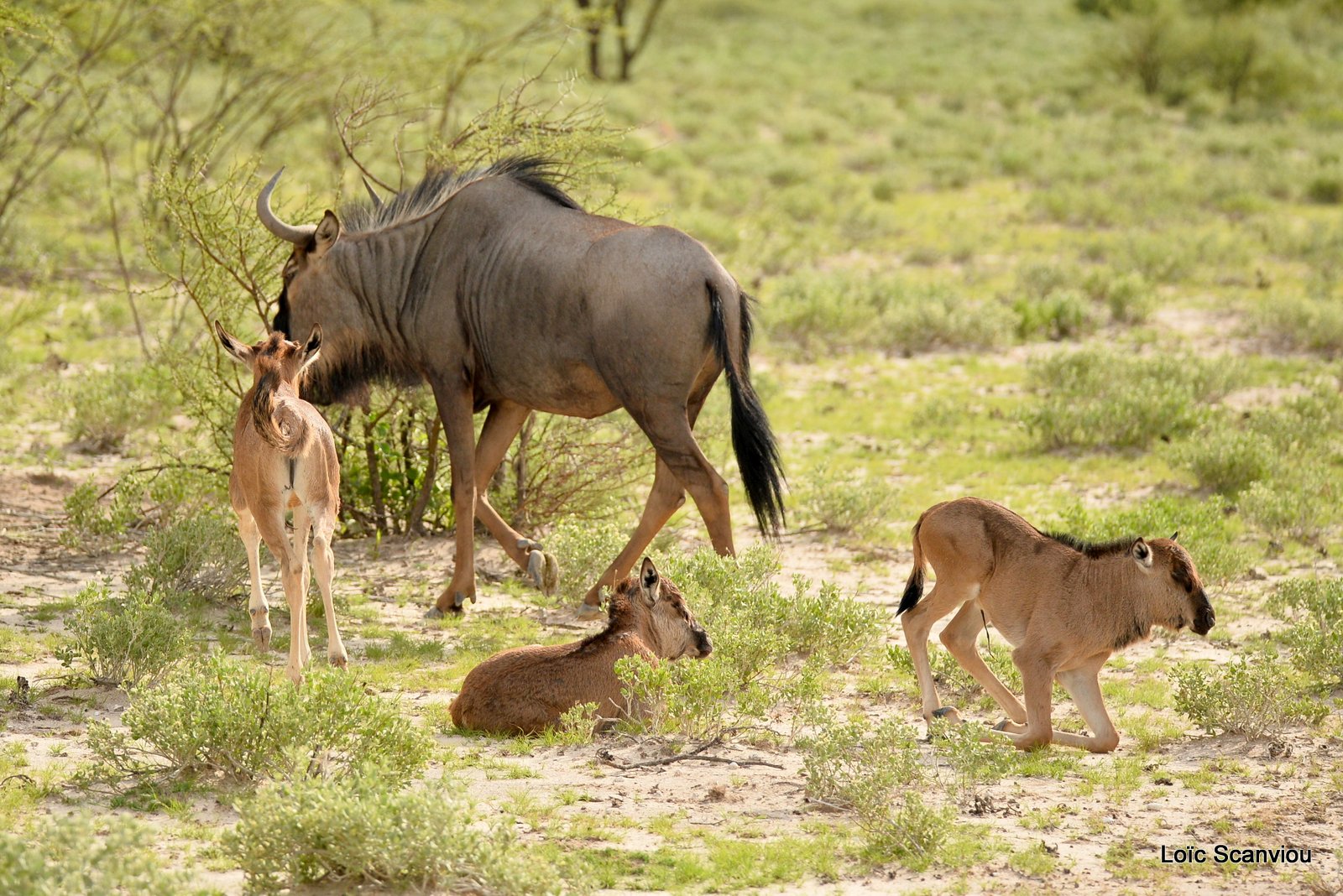 Gnou bleu/Wildebeest (4)