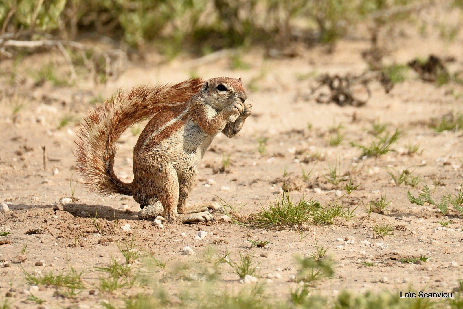 Écureuil terrestre du Cap/Cape Ground Squirrel (6)