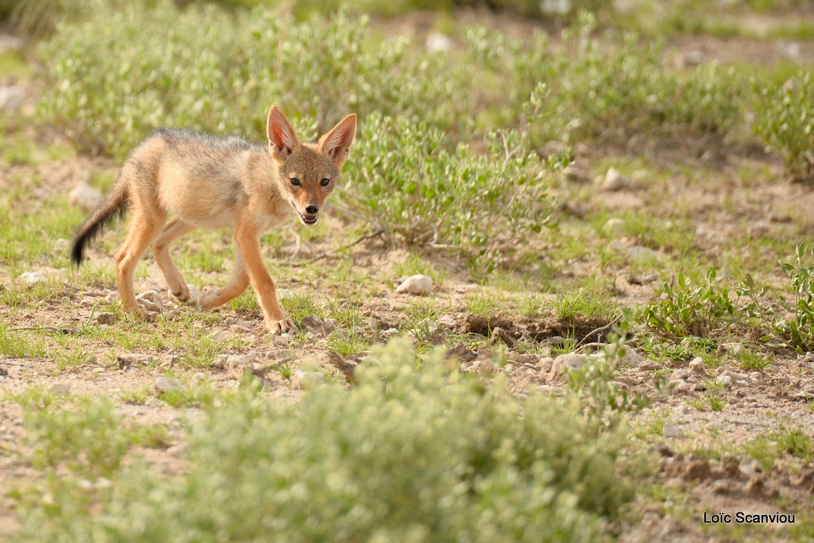 Chacal à chabraque/Black-backed Jackal (11)