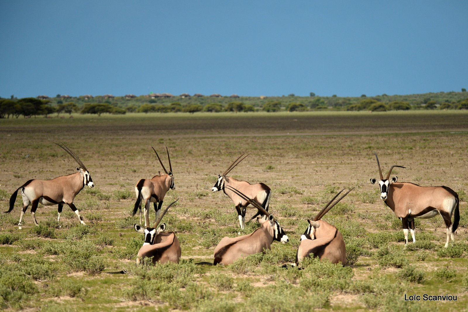 Oryx gazelle/Gemsbok (17)