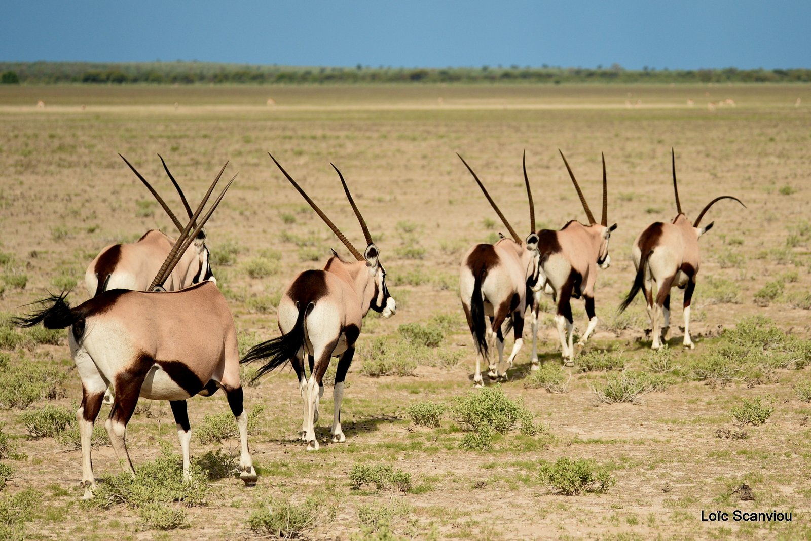 Oryx gazelle/Gemsbok (18)